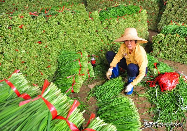 大葱和韭菜干尖黄叶，可别乱施肥、乱打药，对症防治才有效9