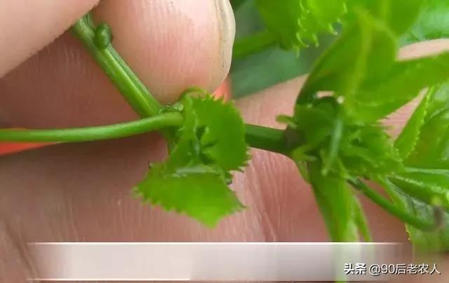 百香果出现“虚花虚果”轻轻一碰就掉落？多措齐施才能减少发生8