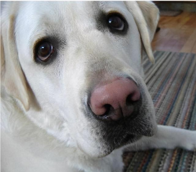 一般毛发较浅的犬,如拉布拉多,金毛,哈士奇,萨摩耶等.更容易鼻子掉色.