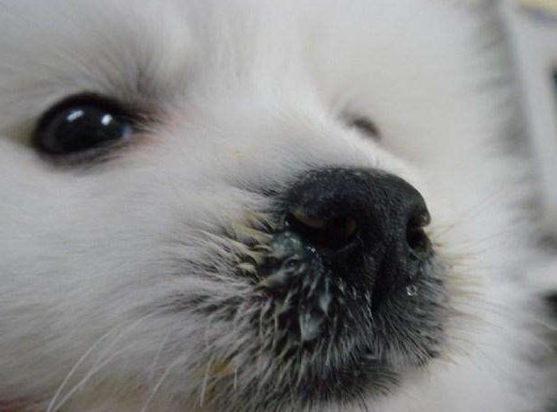 狗狗睡觉的时候流鼻涕怎么回事(狗狗睡醒之后流鼻涕)-艾拉养犬