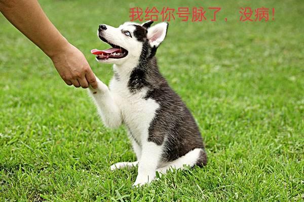 北京贵宾犬