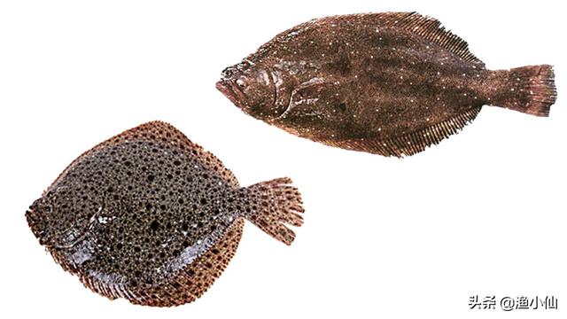 偏口鱼和多宝鱼的区别怎么区分多宝鱼和偏口鱼