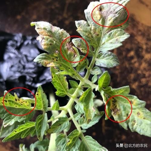 降雨高湿，番茄灰叶斑病快速流行？田间做好5项措施避免病情加重