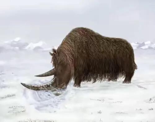 犀角化石魚子纹