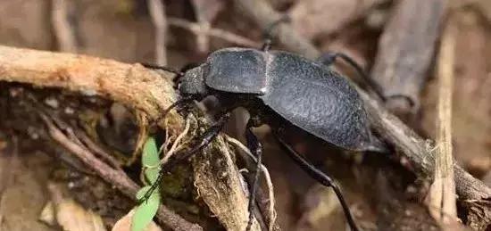 什么是**害虫，**害虫咋防治？杀灭**害虫的10大方法！9