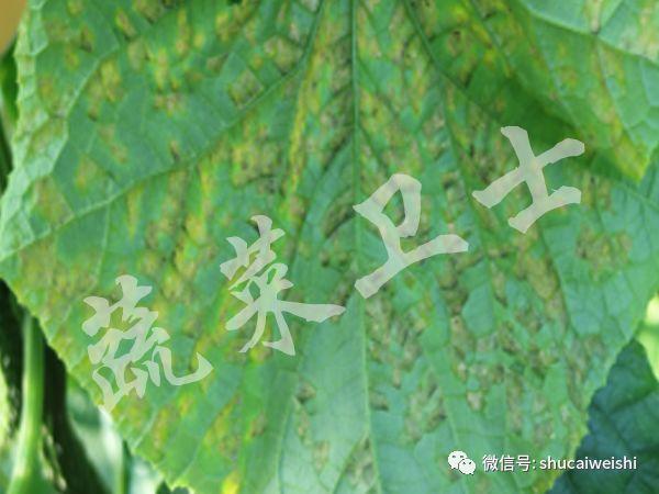 黄瓜“小黄点”蔓延，多措施做好防控12