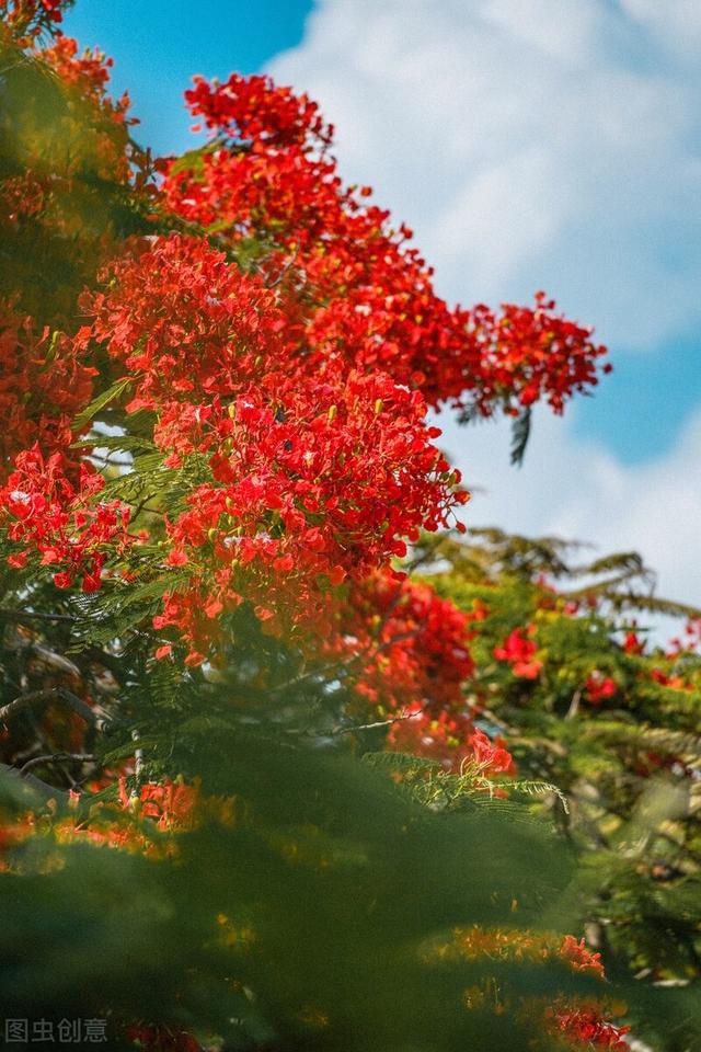 汕头市花凤凰花图片