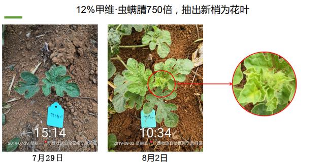 甲维·虫螨腈真“高效”！不仅杀虫还“杀苗”！西瓜用了可能绝收8