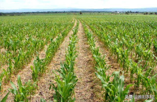 玉米田除草效果最好、最安全的除草剂，春夏几乎所有玉米均可用