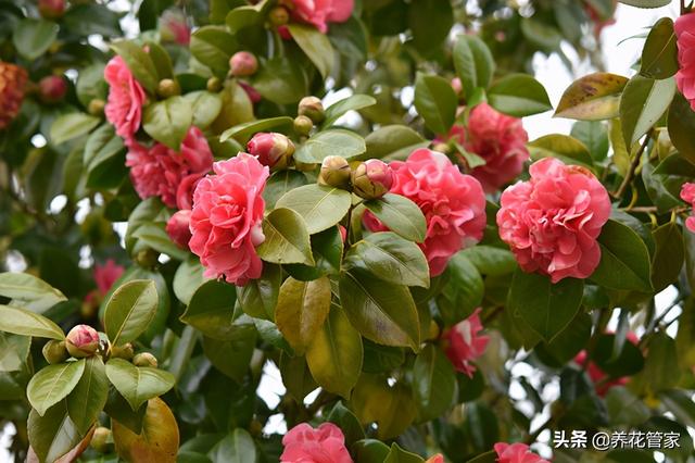 嫁接茶花 嫁接茶花（那些砧木能嫁接茶花） 生活