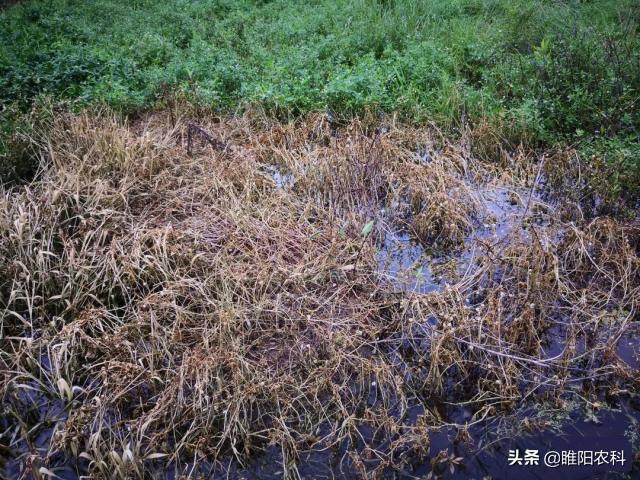 这个除草剂，除草更强，一天中毒，3天枯黄，5天彻底除根4