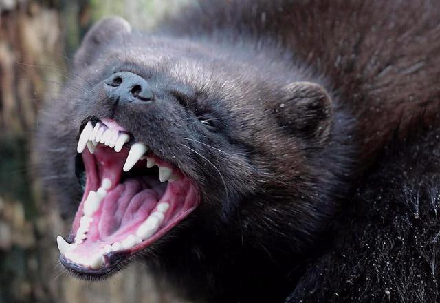 獾长什么样子,狗獾是一种什么动物 - 千梦