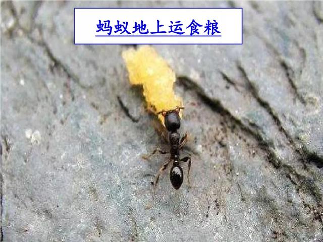 蜘的词语