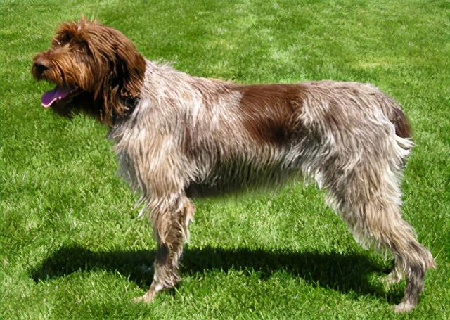 匈牙利維斯拉犬 hungarian wirehaired切薩皮克灣獵犬 chesapeake bay