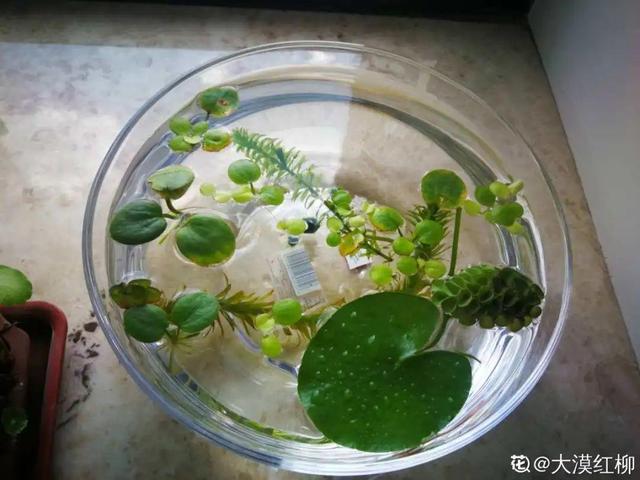 水植物