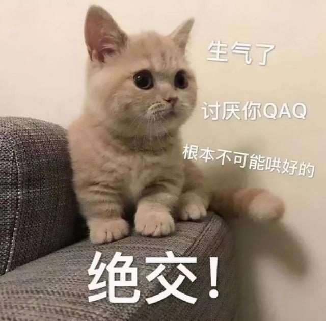 猫咪恨主人的十种表现