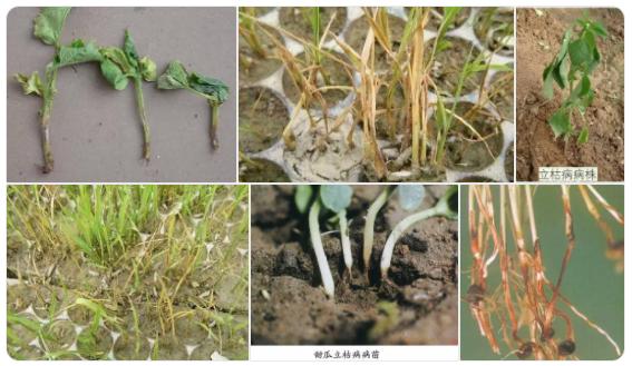 20种作物常见病害，病害图片和常用药剂7