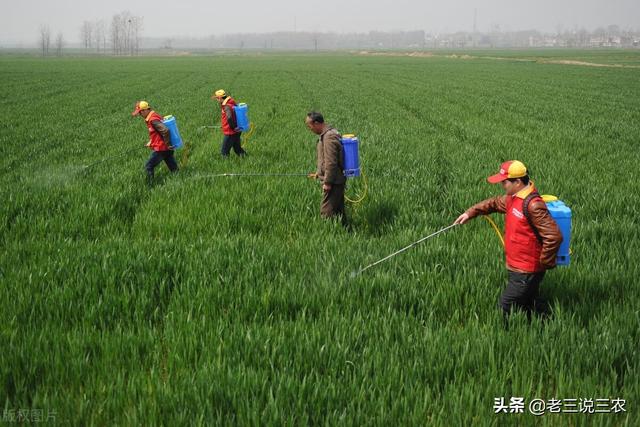 只要一把洗衣粉！小麦、大豆、番茄治病治虫真管用，南北方都适用4