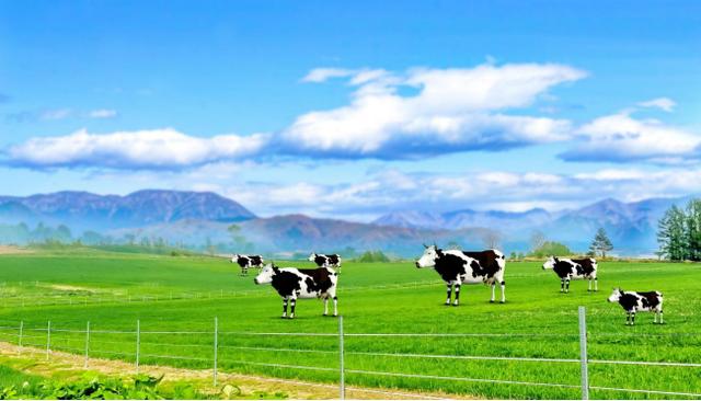 5岁半儿童补钙哪个效果好？原来是这样补