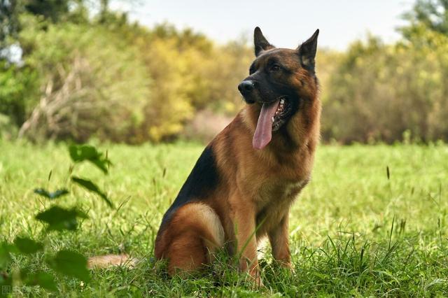 德国牧羊犬吃什么