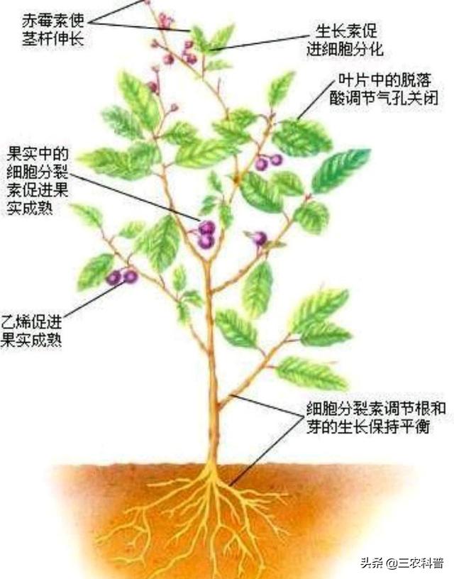 芸苔素内酯、复硝酚钠、胺鲜酯有什么不同？农民朋友怎么选择