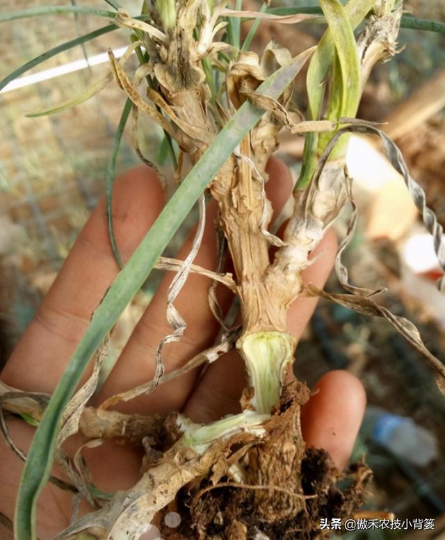 四,杀菌剂灌根如何灵活确定最佳使用浓度?