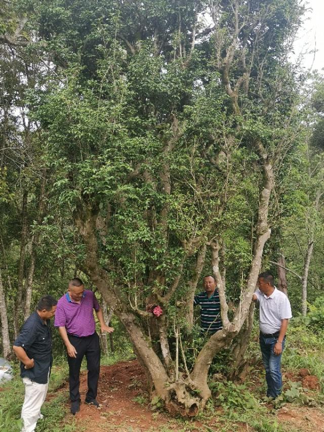 绿春玛玉茶 绿春玛玉茶（绿春玛玉茶的市场状况） 生活