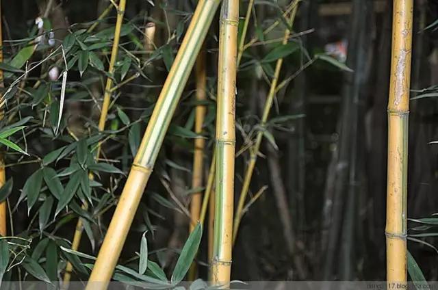 竹子的种类 竹子的种类（竹子的种类及特点） 生活