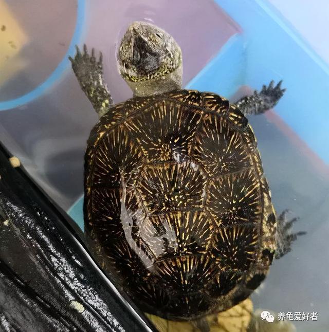 如何制作乌龟的过滤机