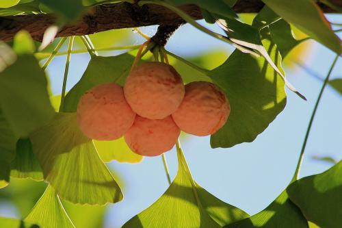 银杏叶的寓意和花语是什么(银杏叶的寓意是什么?