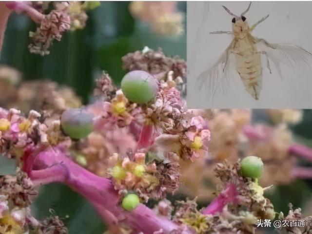 芒果蓟马的防治策略2