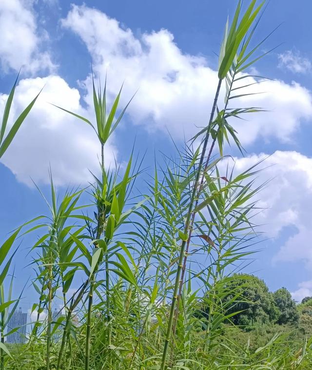 嘉兴河卵石制砂机哪种好