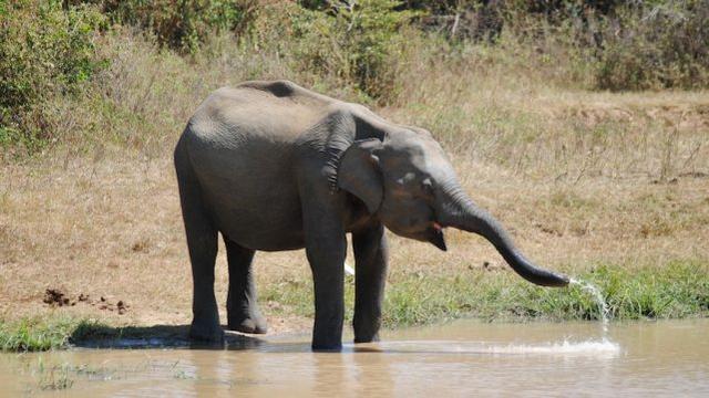斯里兰卡禁止“醉驾”大象，斯里兰卡禁止“醉驾”大象，“打工象”有了新保护法