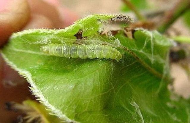 苹果树种植，苹果小卷叶蛾繁殖快、危害时间长，该如何进行防治呢