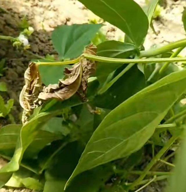 豆角种植,菌核病爆发,传播快,止不住,究竟如何才能防治住呢?