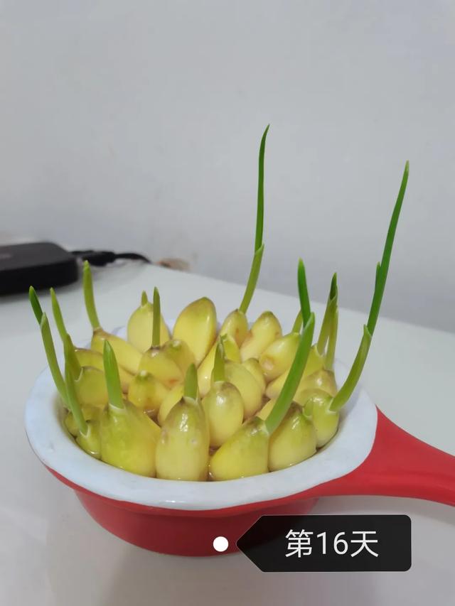 蒜苗的生长过程观察日记