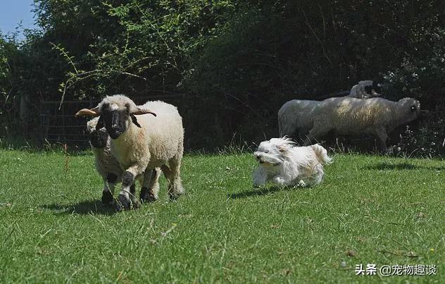 贵妇人犬