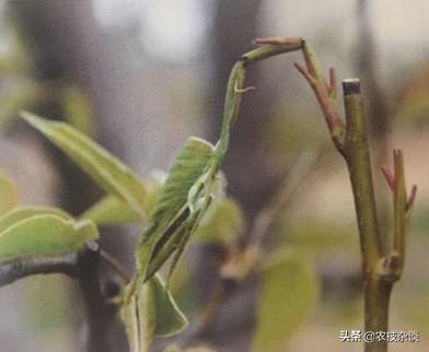 梨树虫害“梨茎蜂”蛀食嫩枝嫩梢，掌握防治技术，避免虫害爆发1