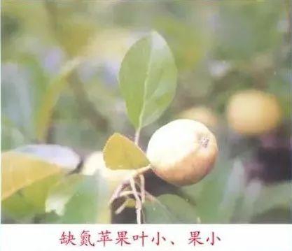 苹果树常见8种缺素症的表现及防治（图文版）3