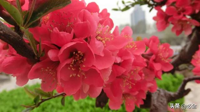 北方宿根花卉 北方宿根花卉（北方宿根花卉有哪些种类） 生活