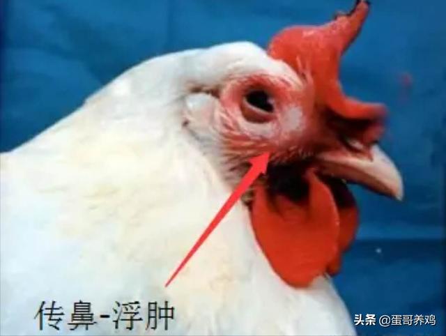 治疗鸡皮肤的五种方法