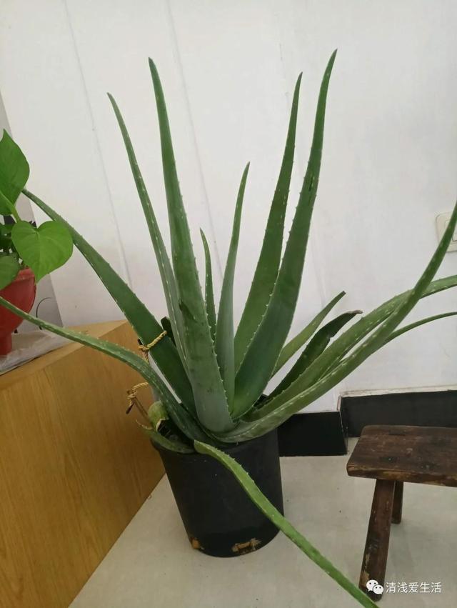库拉索芦荟