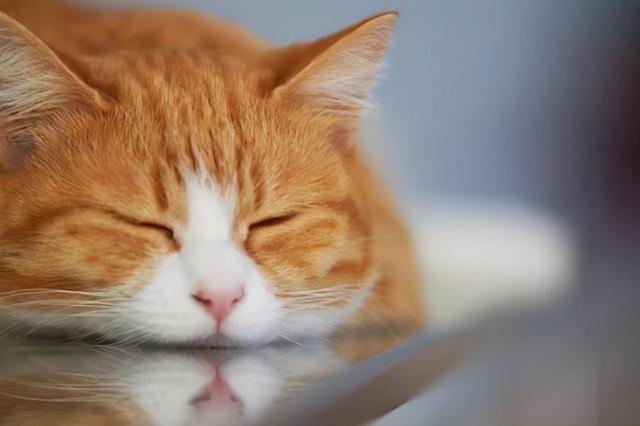 猫咪忍受疼痛的8个表现,猫咪这几个异常现象
