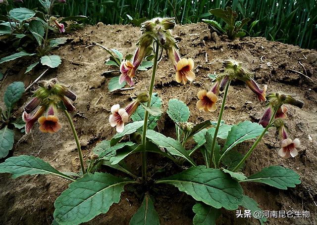 地黄死苗烂根怎么用药？地黄重茬根腐怎么办？黄叶病怎么治？3