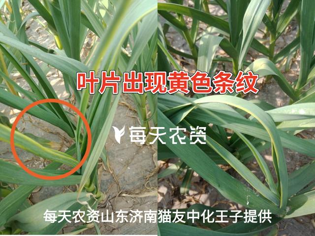 大汇总！4月，大蒜这5种病害，一定抓紧防治！2