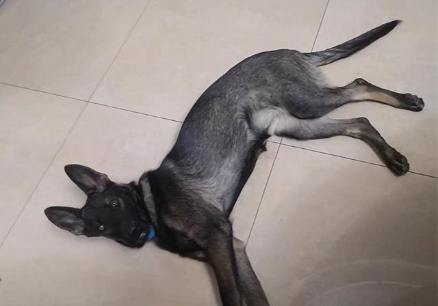 狗狗骨质疏松怎么处理（骨质疏松与增生）(7)
