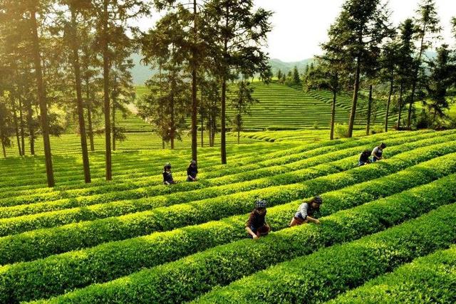 十大名茶绿茶排名（一红四绿茶是什么）(1)