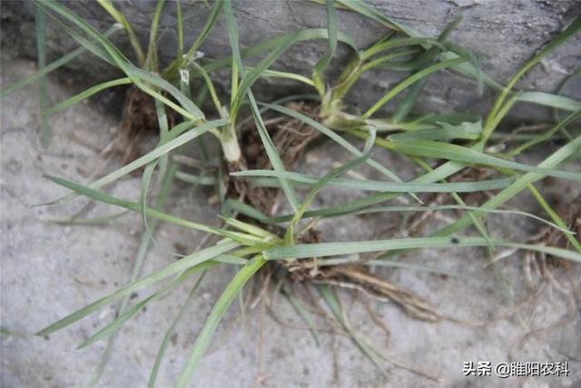 这个药专治麦田节节麦、雀麦等几十种禾本科恶性杂草，除草最彻底5