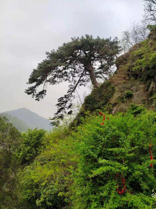 东岳泰山的特点