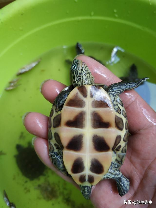 珍珠龟 珍珠龟(珍珠龟好养吗) 创业融资